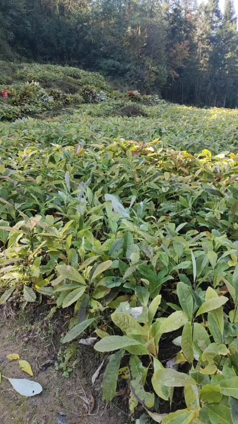 厚朴苗一手货源规格齐全一手货源价格便宜
