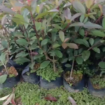 红叶石楠