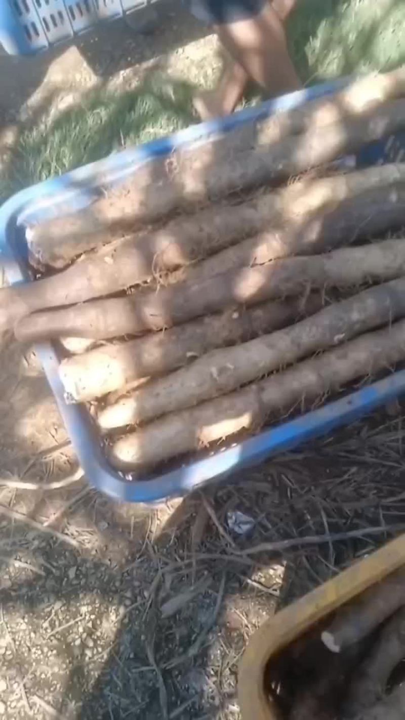 大量黑鬼山药上市啦价钱优惠要的老板可以联系我