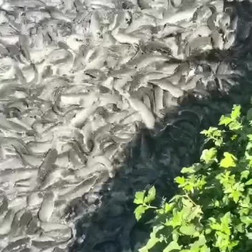 靓货