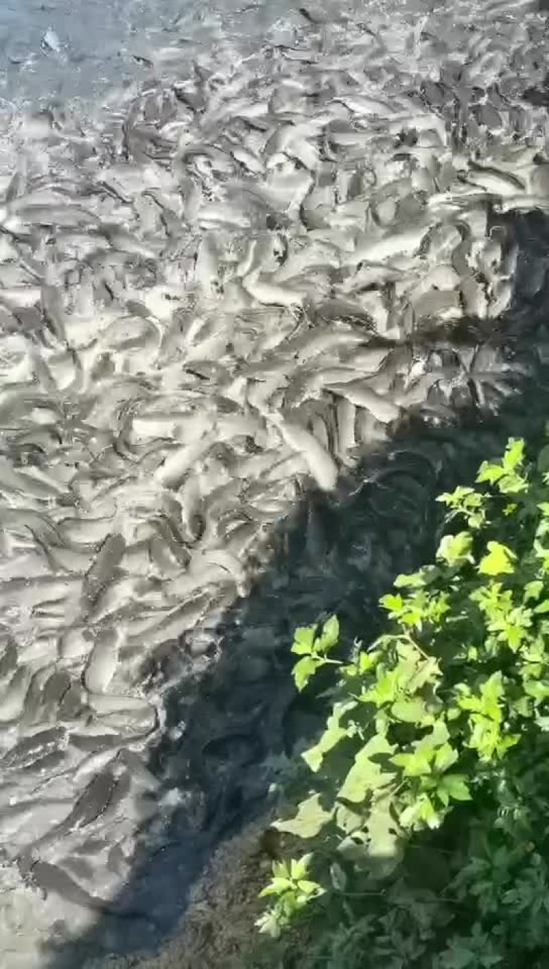靓货