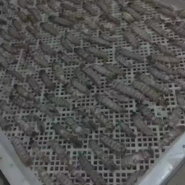 皮虾肉