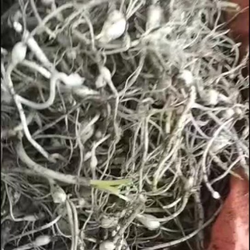 小根蒜