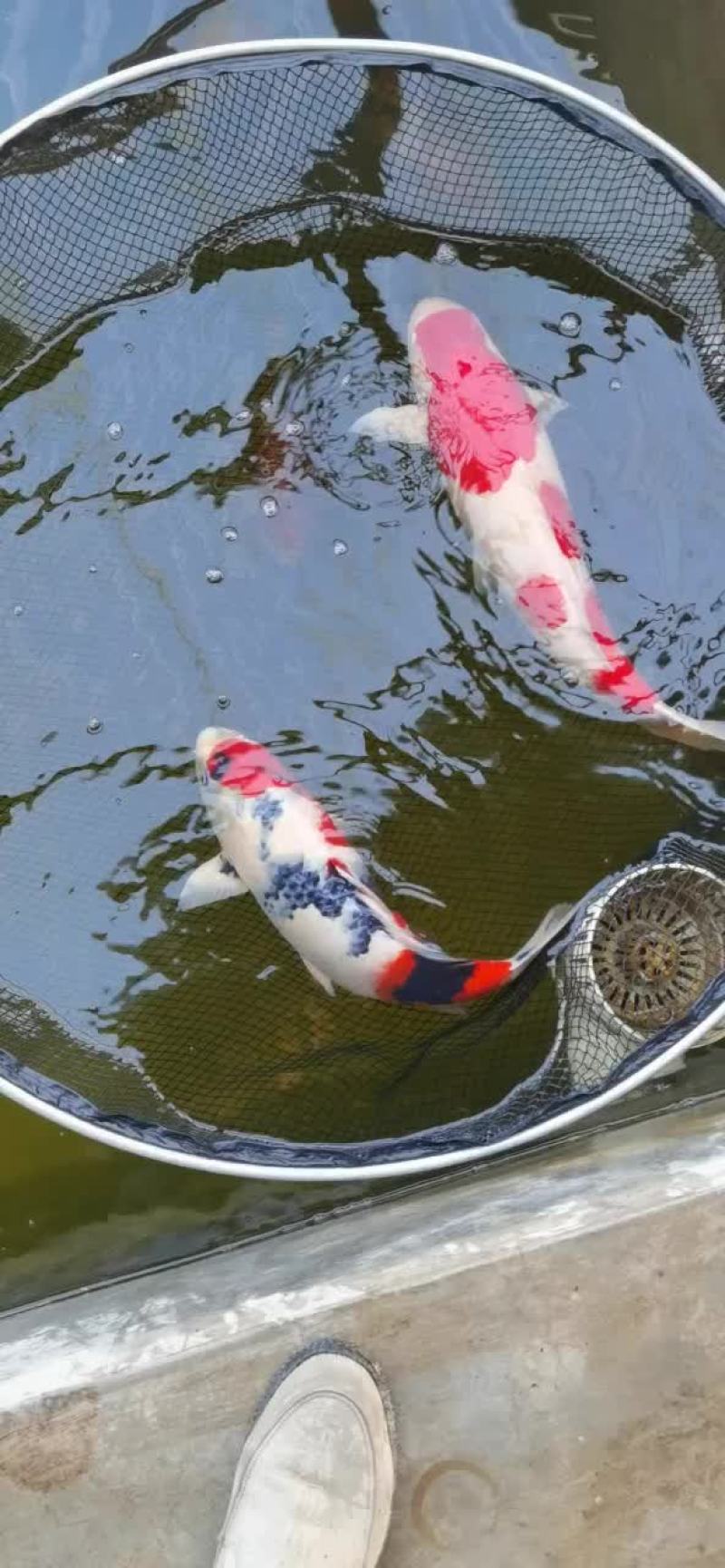 锦鲤