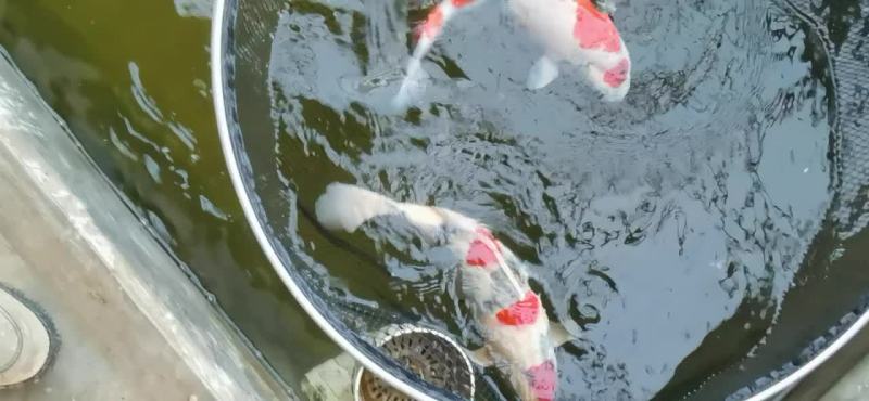 锦鲤