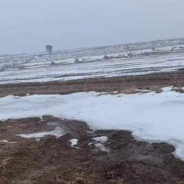 黑土地