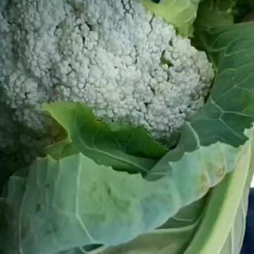 松花