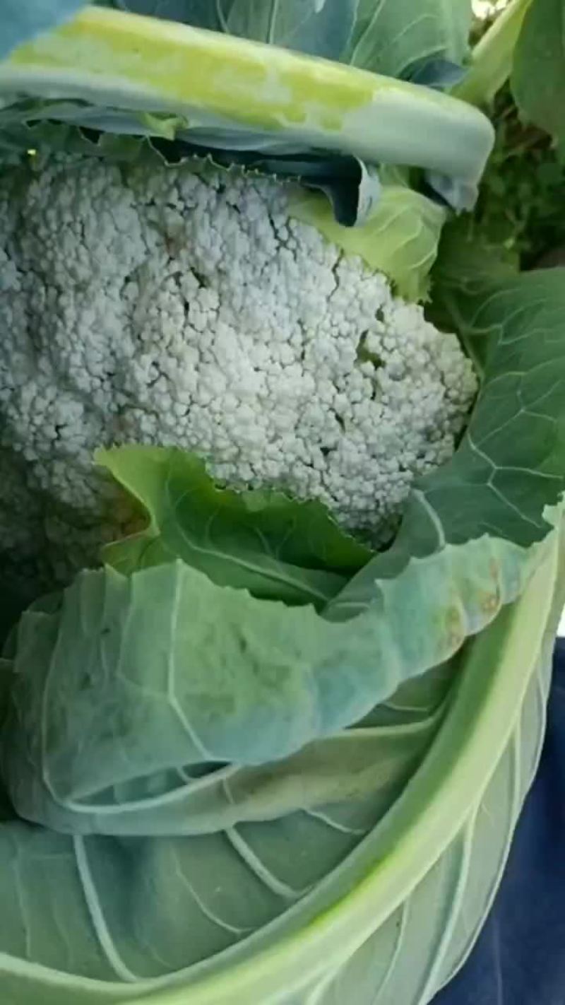 松花
