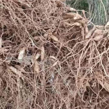 天冬苗
