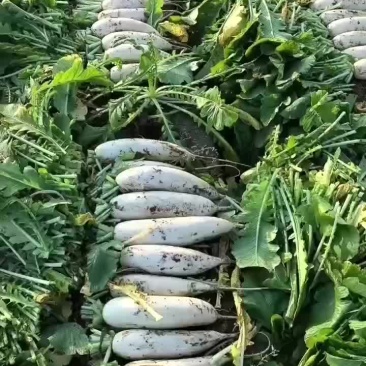 白萝卜