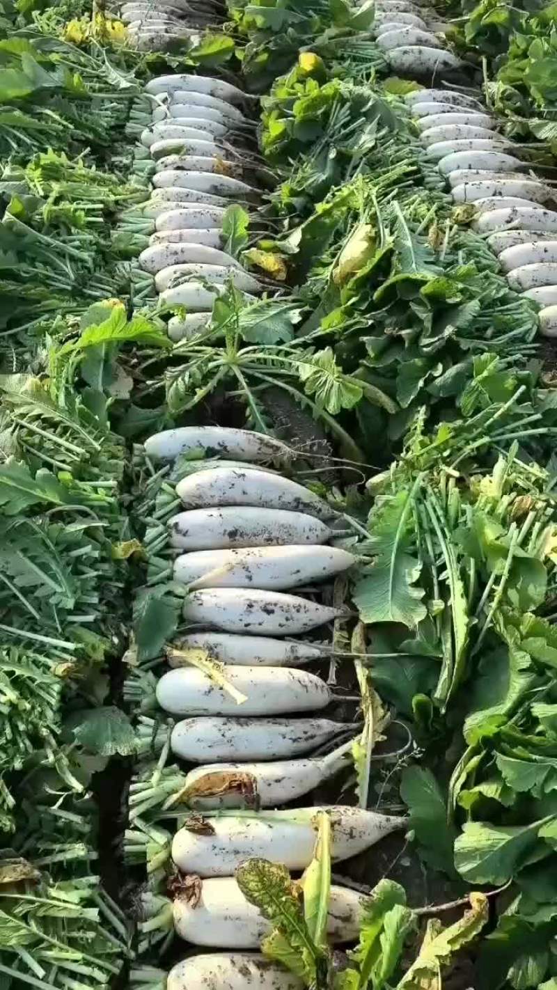 白萝卜