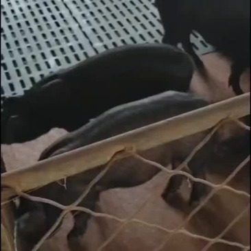 松辽黑猪