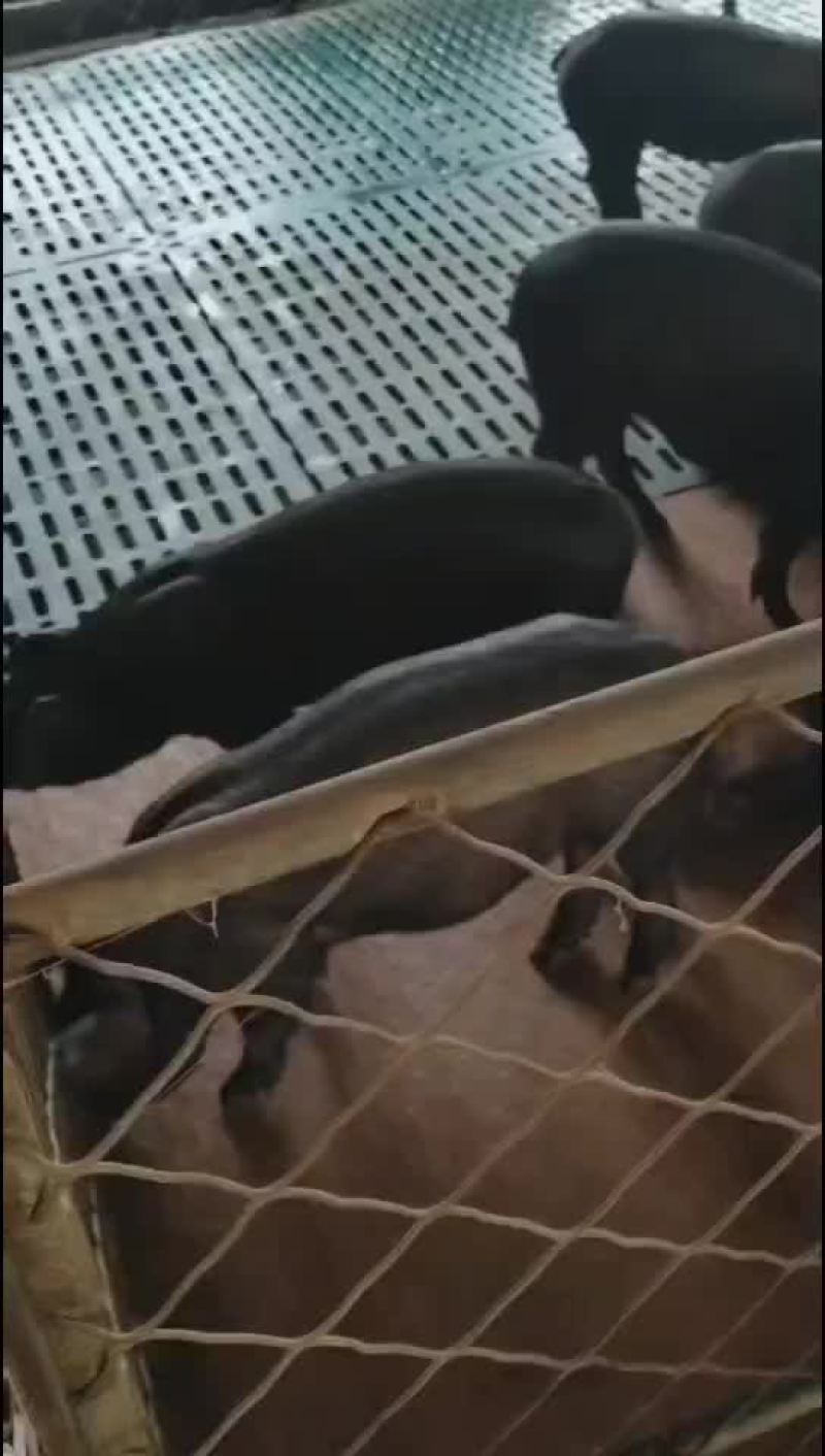 松辽黑猪