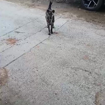 虎斑