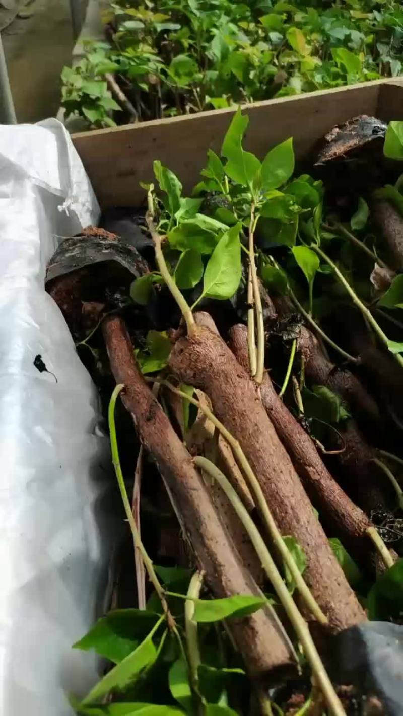 自家基地，有各种规格，品种的小苗袋和盆景苗，基地直发。