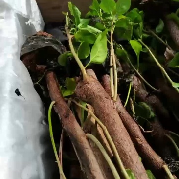 自家基地，有各种规格，品种的小苗袋和盆景苗，基地直发。