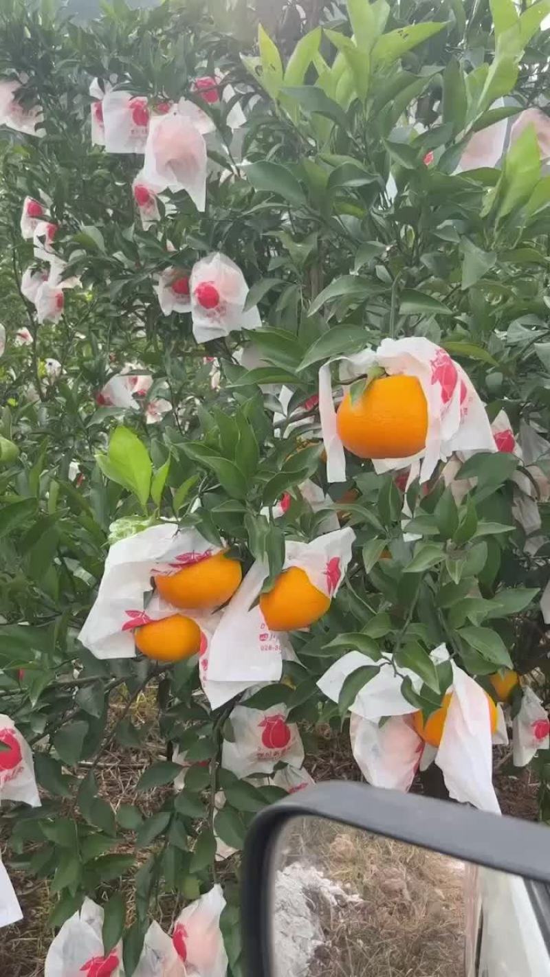 耙耙柑