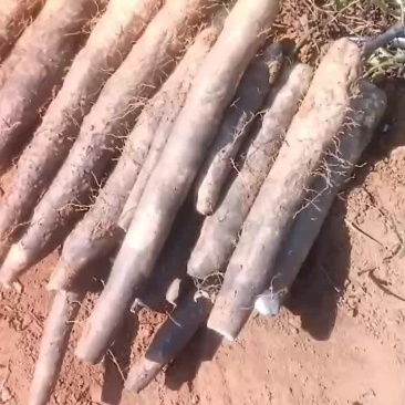 大量黑鬼山药上市价钱优惠