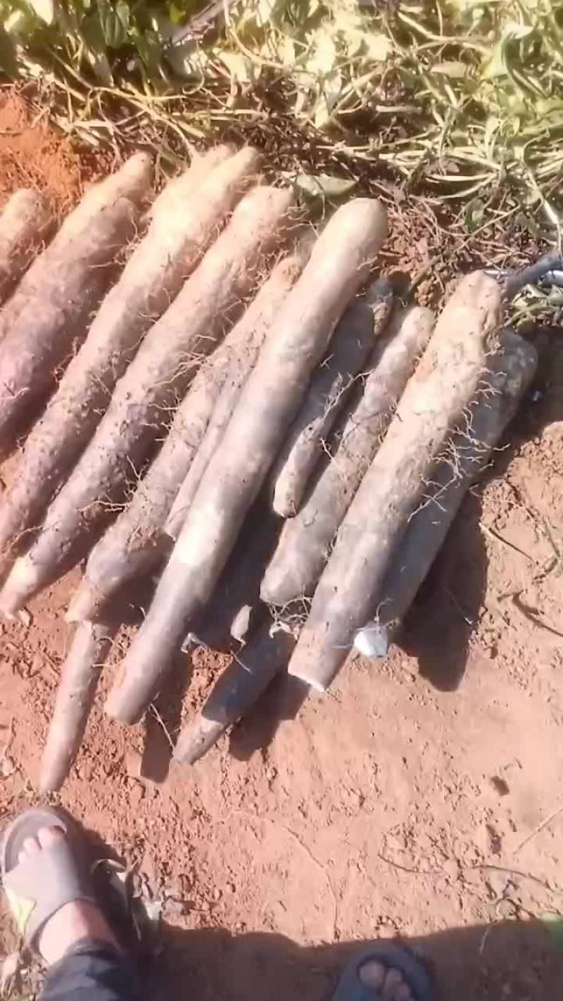大量黑鬼山药上市价钱优惠