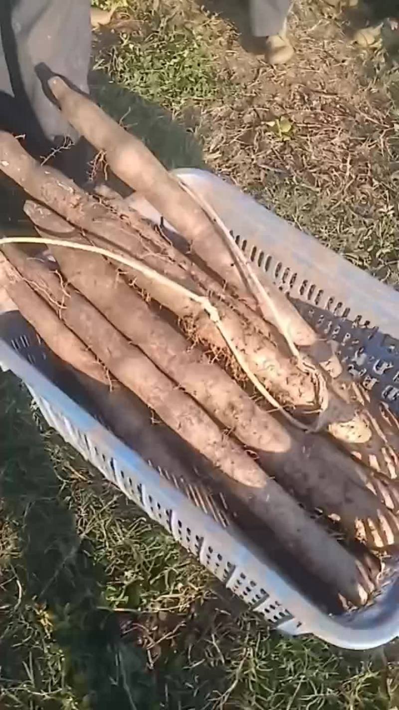 大量黑鬼山药上市价钱优惠