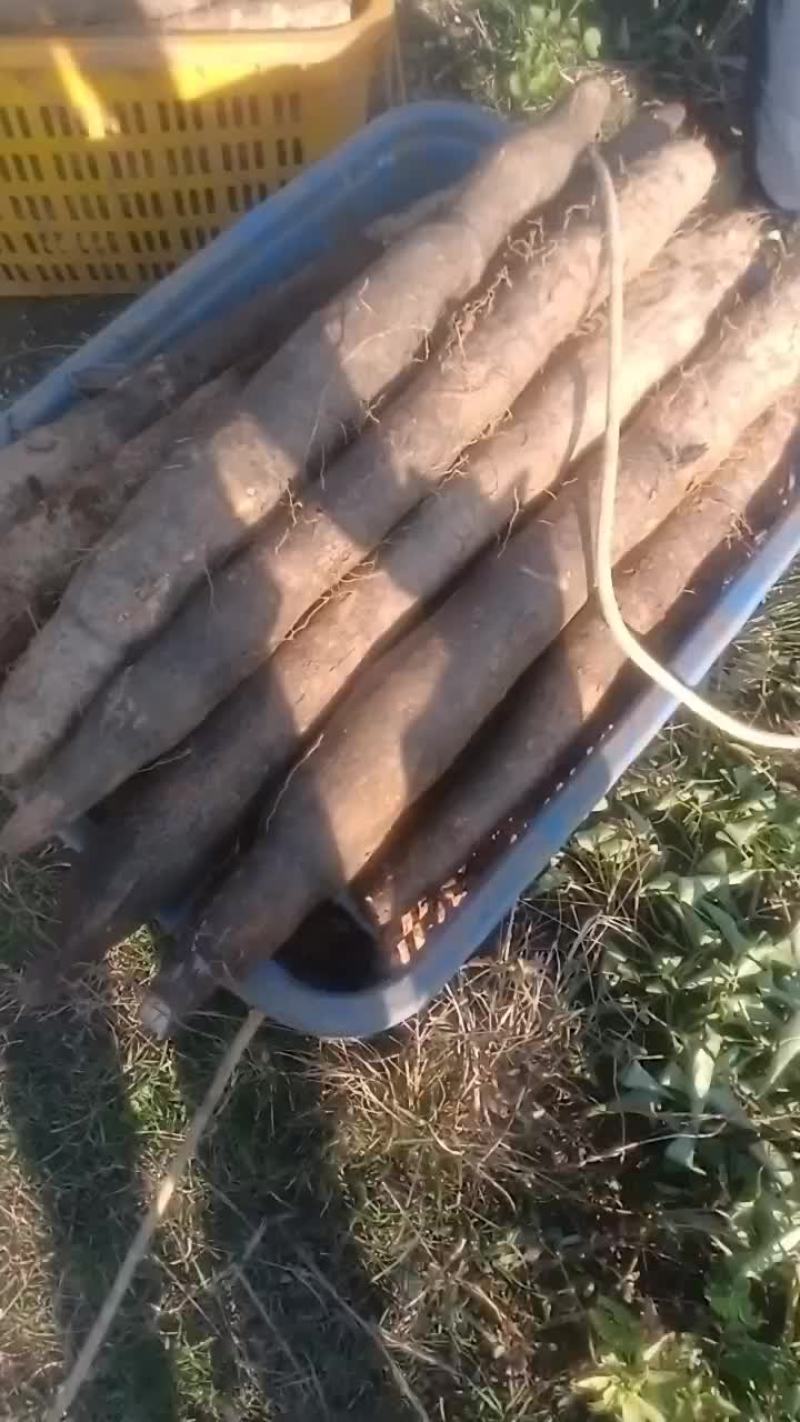 大量黑鬼山药上市价钱优惠