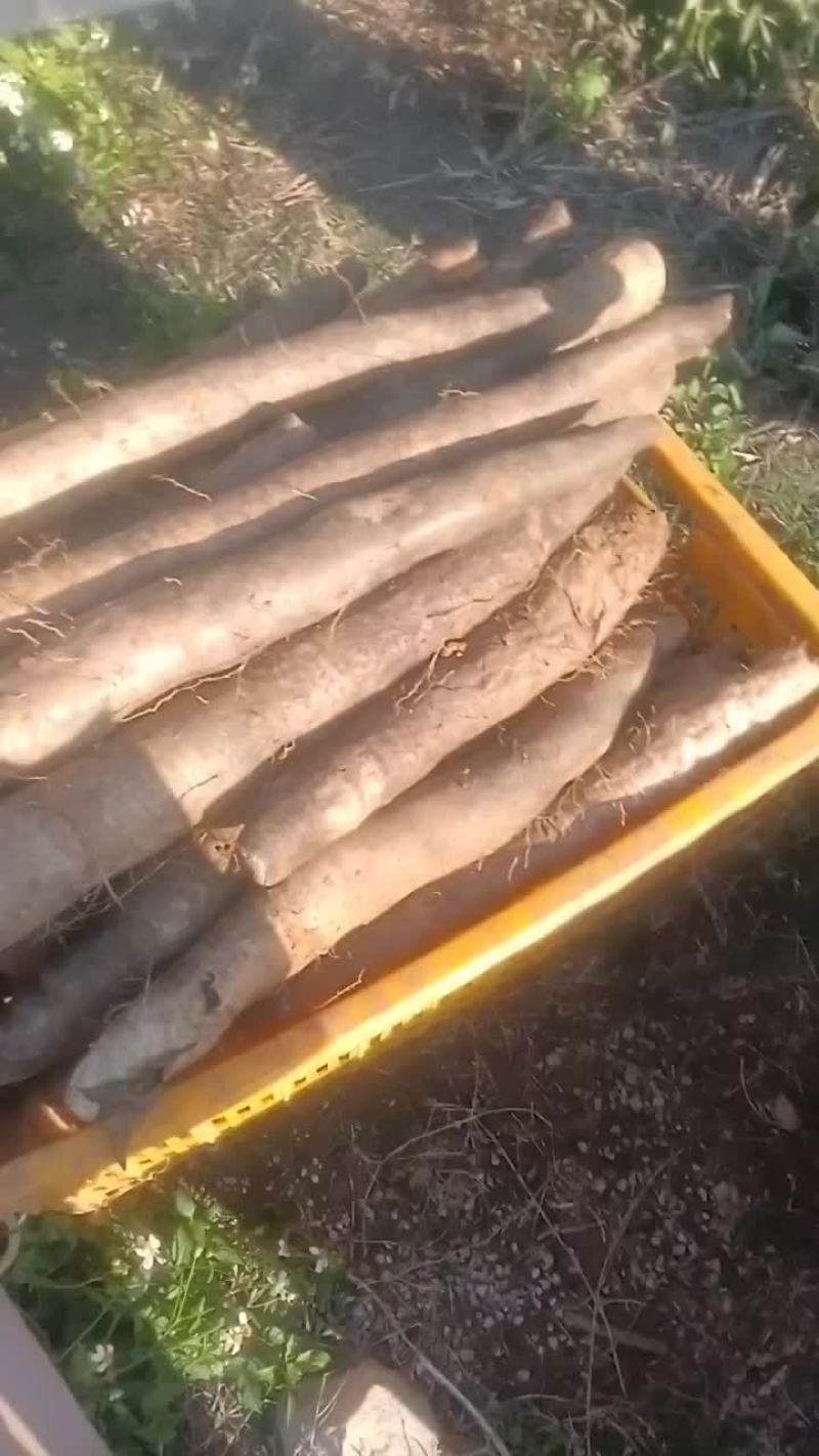 大量黑鬼山药上市价钱优惠