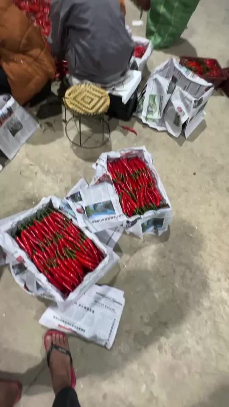 美人椒