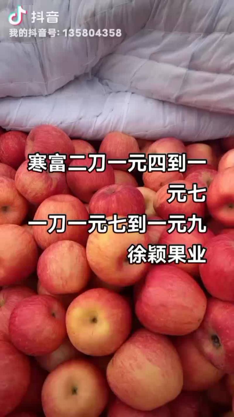 绥中寒富大量有货