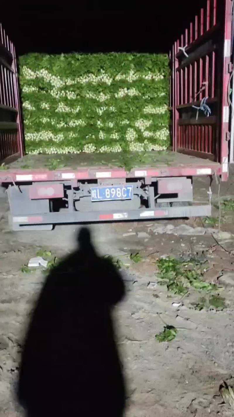 河南商丘夏邑精品西芹大量上市需要联系