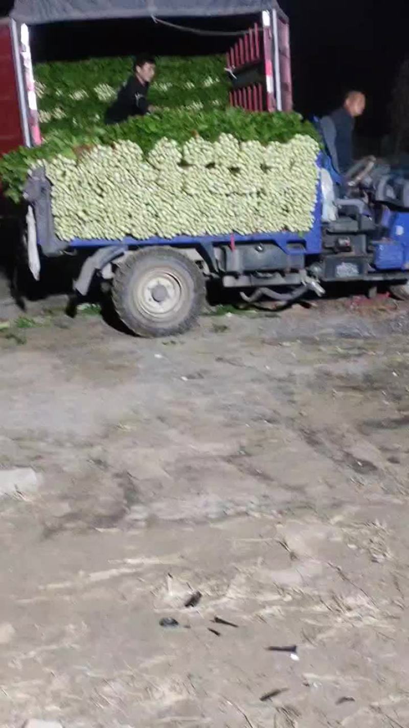 河南商丘夏邑精品西芹大量上市需要联系