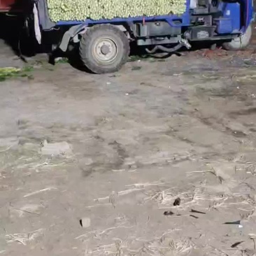 河南商丘夏邑精品西芹大量上市需要联系