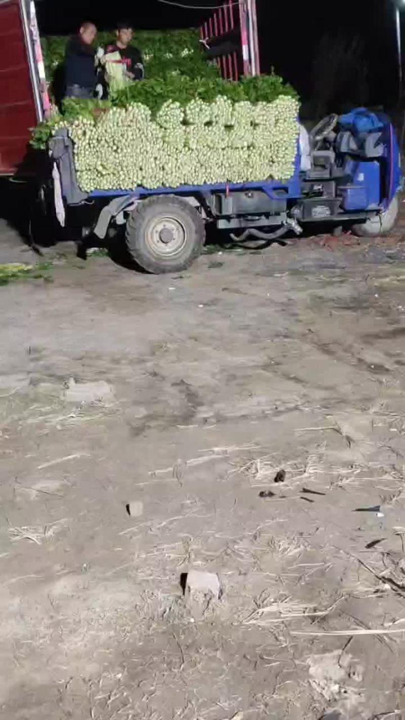 河南商丘夏邑精品西芹大量上市需要联系