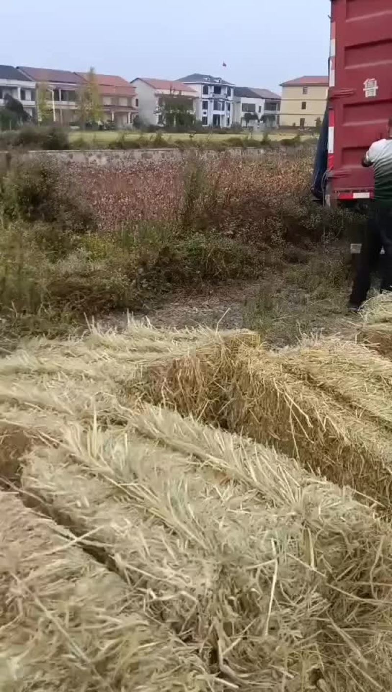 稻草