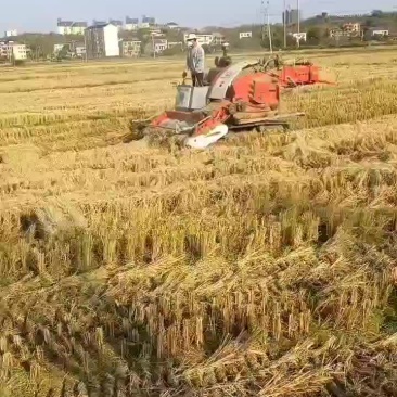 稻草