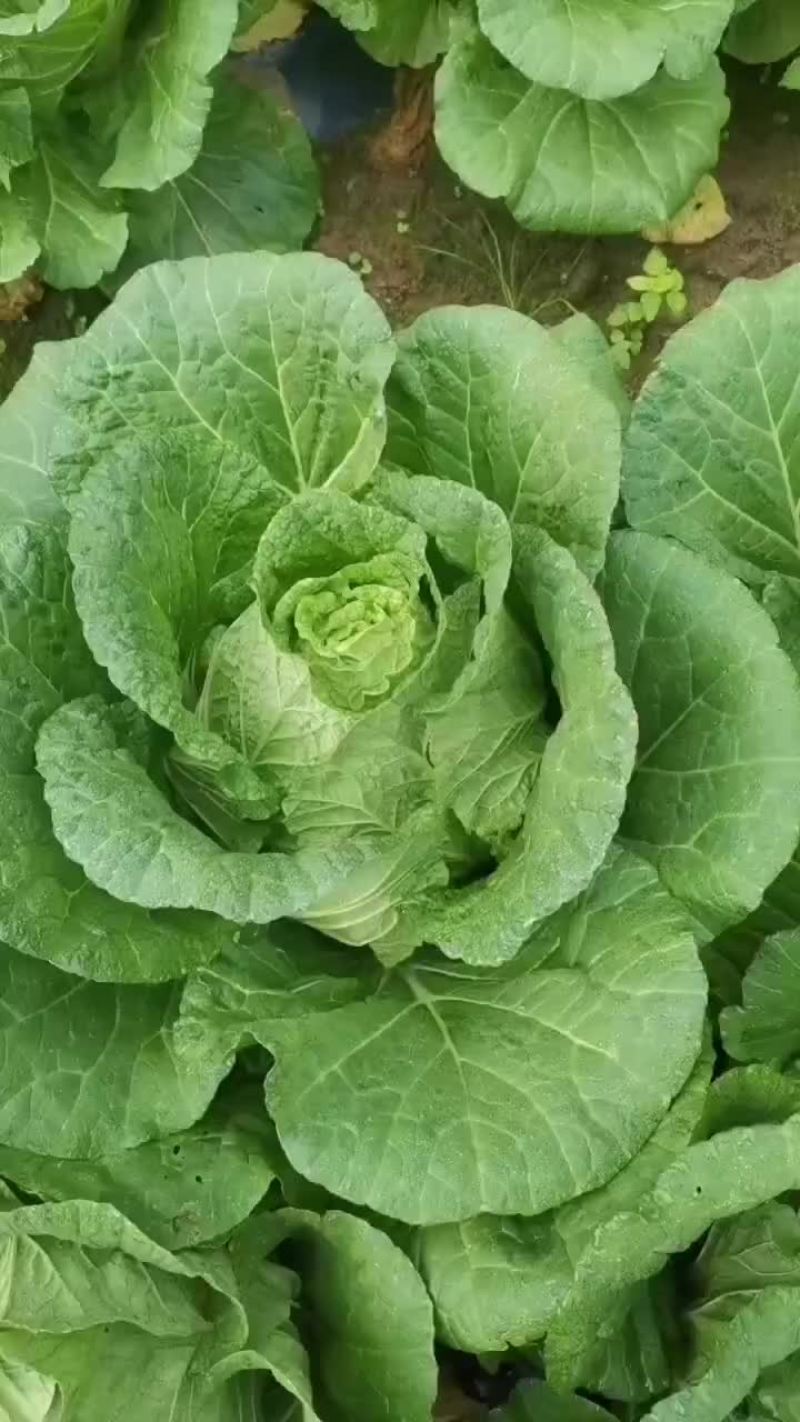 黄大心菜