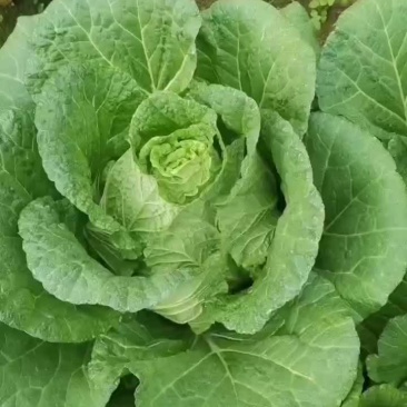 黄大心菜