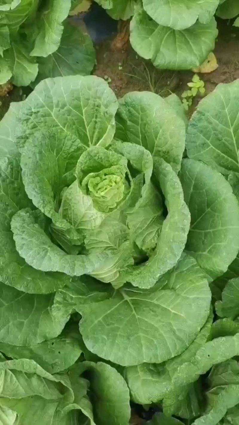黄大心菜