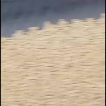东北大豆黄豆大米