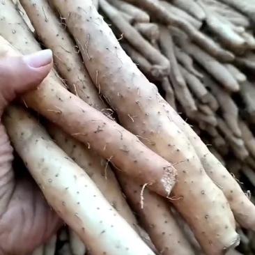 小白嘴铁棍山药，又面微甜，面，糯，越放越甜