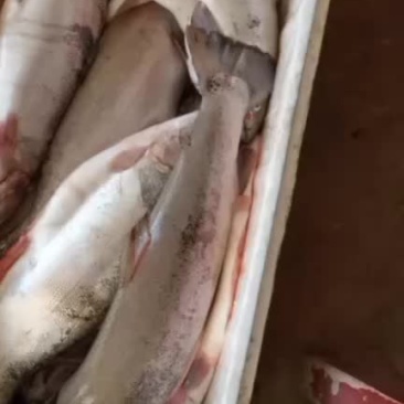 青海龙羊峡三文鱼