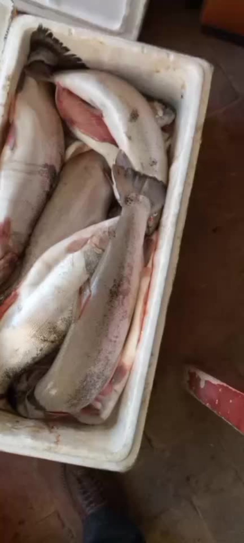 青海龙羊峡三文鱼