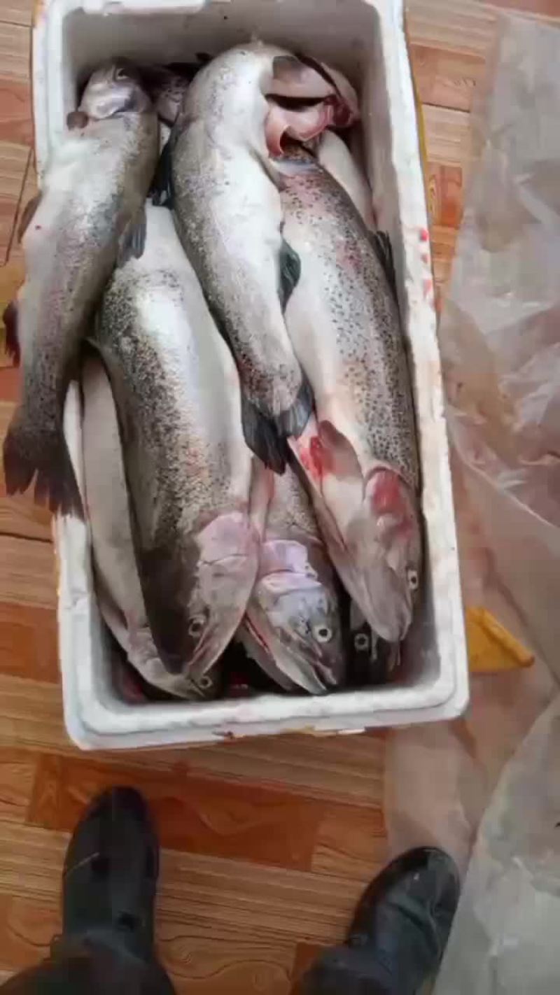 青海龙羊峡三文鱼