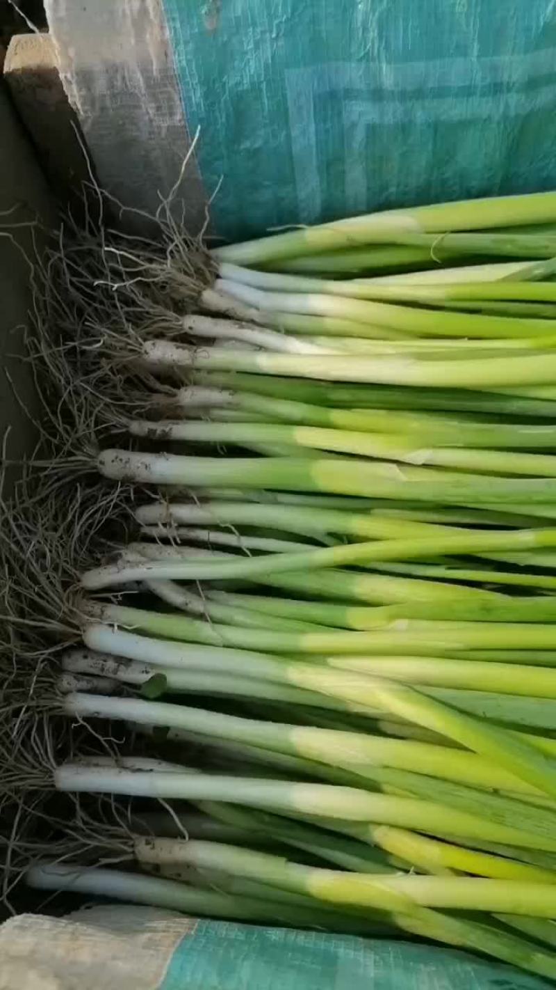 精品小葱，质量杠杠滴，需要的老板抓紧下单了，好货不多了