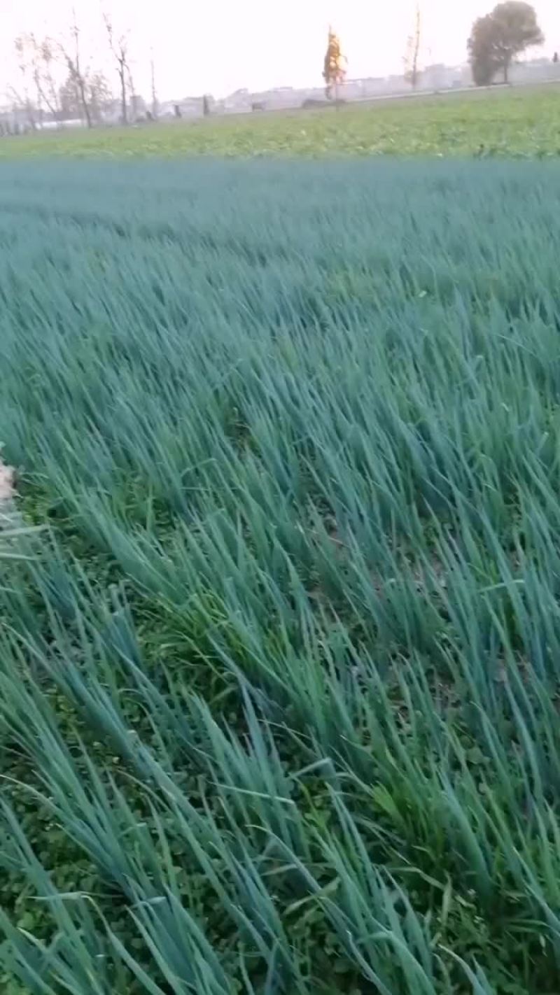 精品小葱，质量杠杠滴，需要的老板抓紧下单了，好货不多了