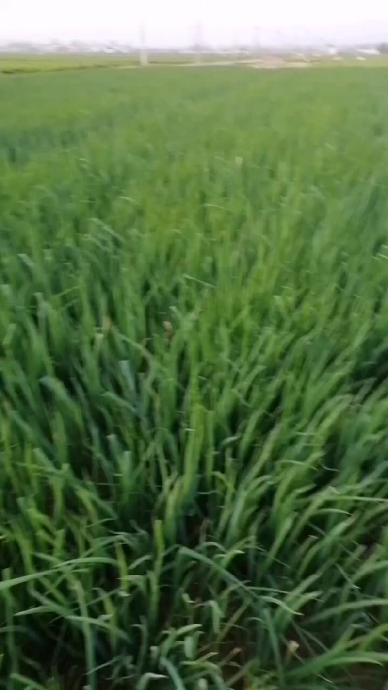 精品小葱，质量杠杠滴，需要的老板抓紧下单了，好货不多了