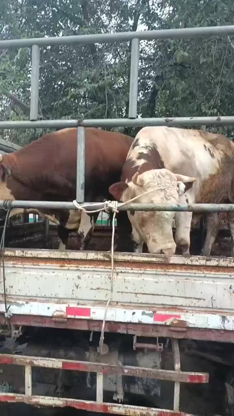 熟牛肉国产，酱牛肉，红烧牛肉，卤牛肉，都可以做价格不贵