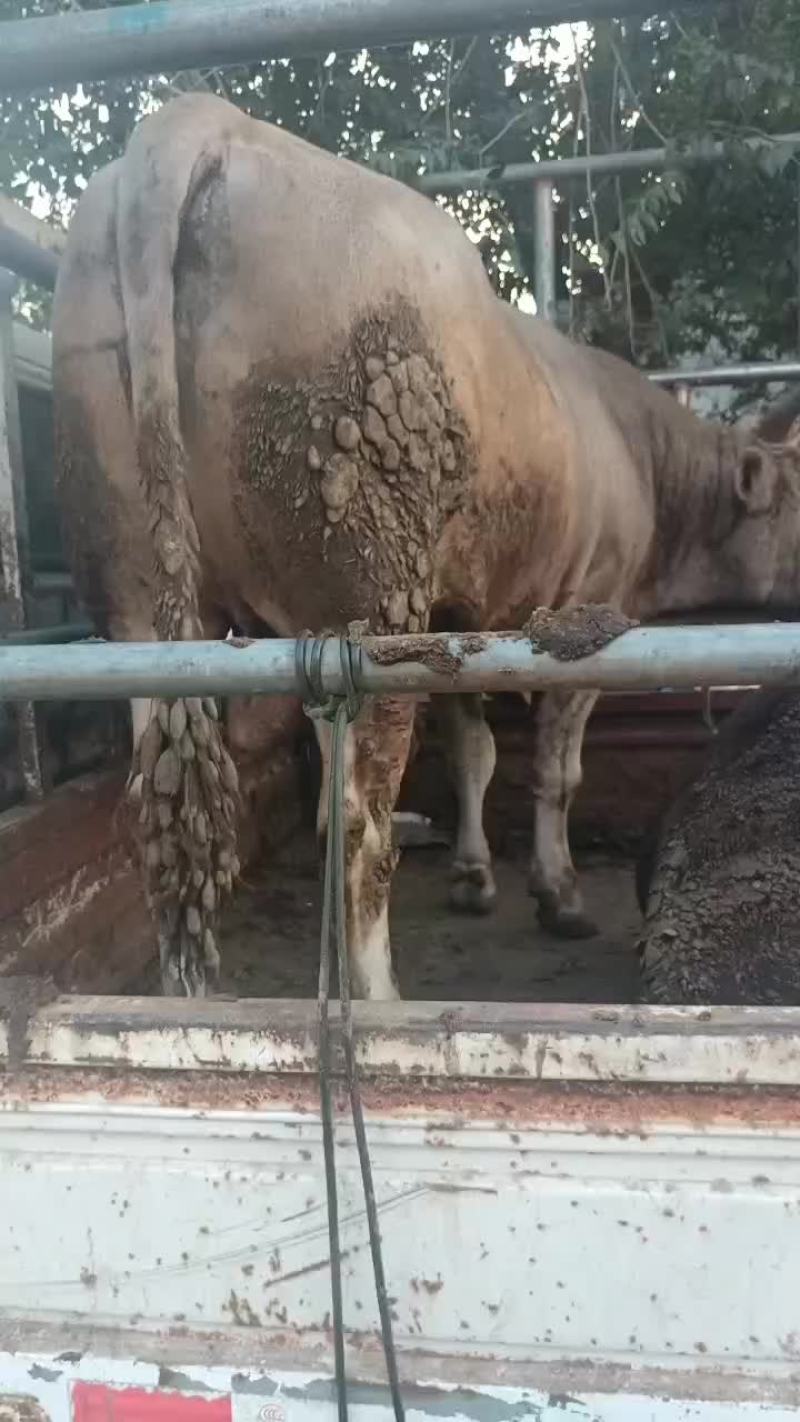 熟牛肉国产，酱牛肉，红烧牛肉，卤牛肉，都可以做价格不贵