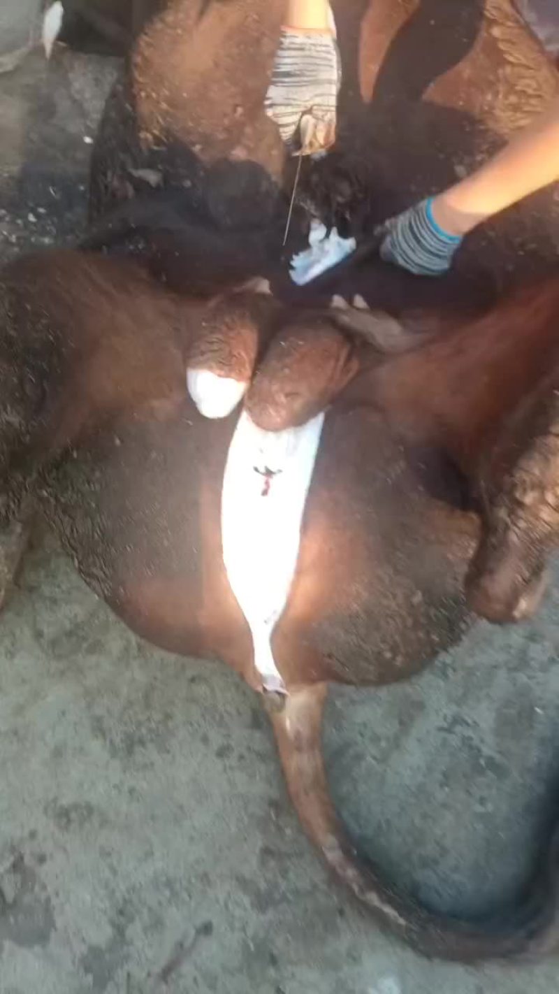 熟牛肉国产，酱牛肉，红烧牛肉，卤牛肉，都可以做价格不贵