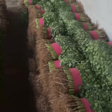 香菜