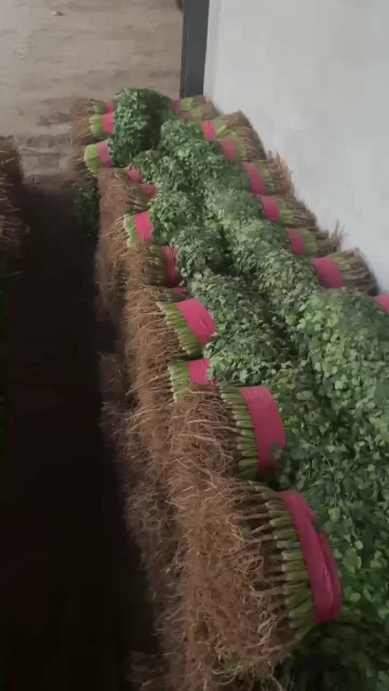 香菜